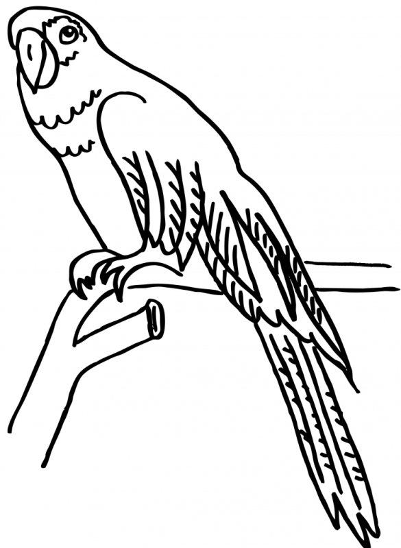 Попуган раскраска