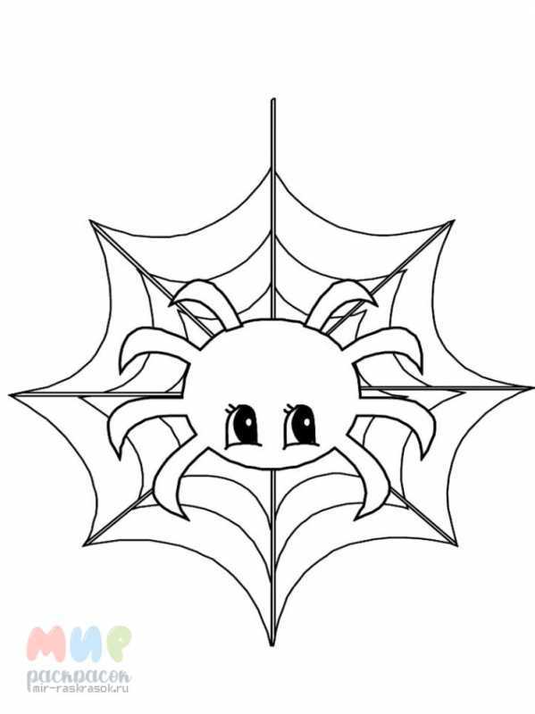 Раскраска насекомые паук