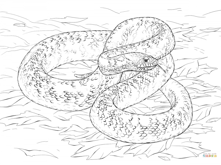 Маисовый полоз раскраска