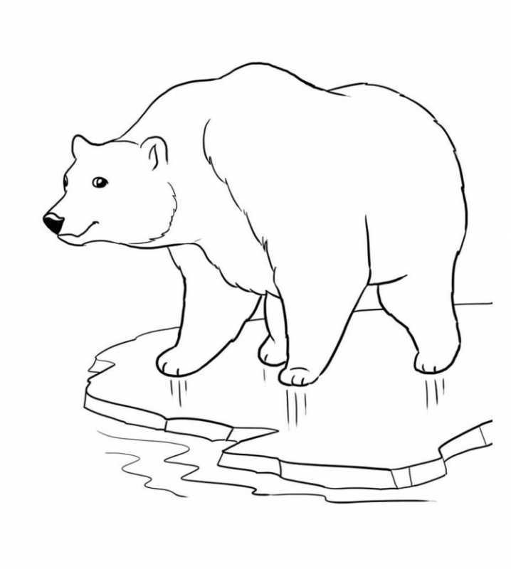 Белый медведь на льдине раскраска для детей
