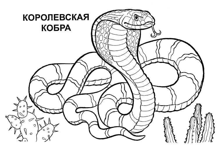 Змея карандашом