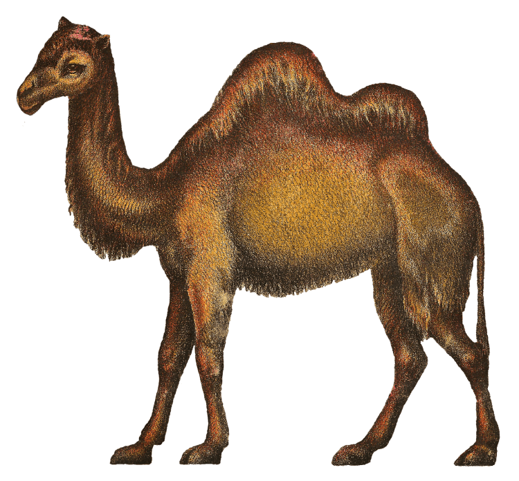 Верблюд карандашом