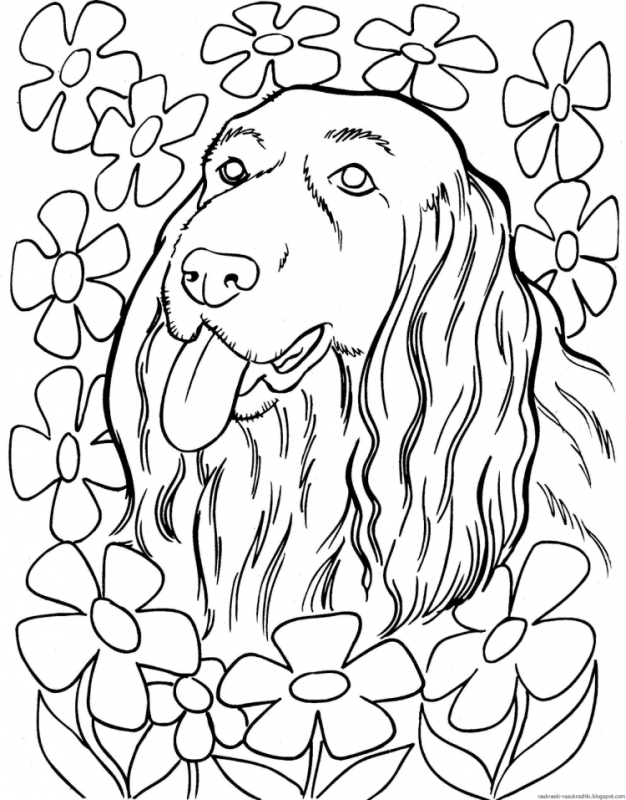 Раскраски собаки красивые