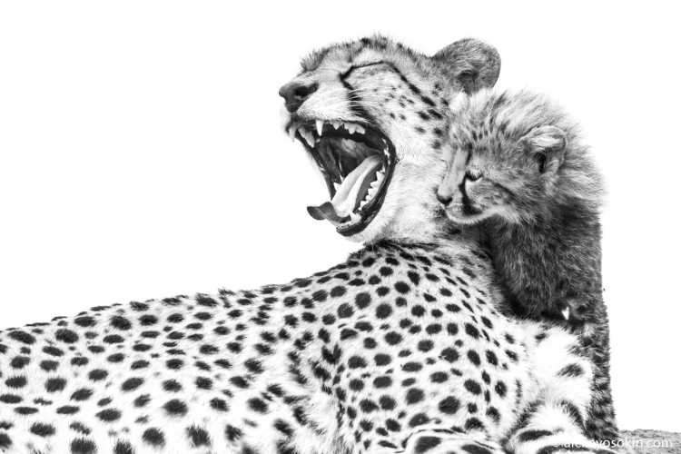 Раскраска Леопардик