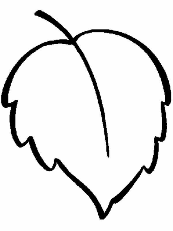 Контур листьев