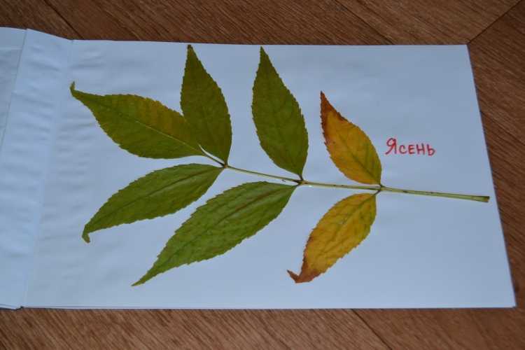 Ясень пенсильванский гербарий