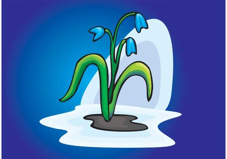 Подснежники раскраска для детей