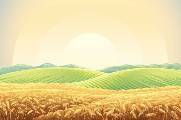 Пшеничное поле вектор