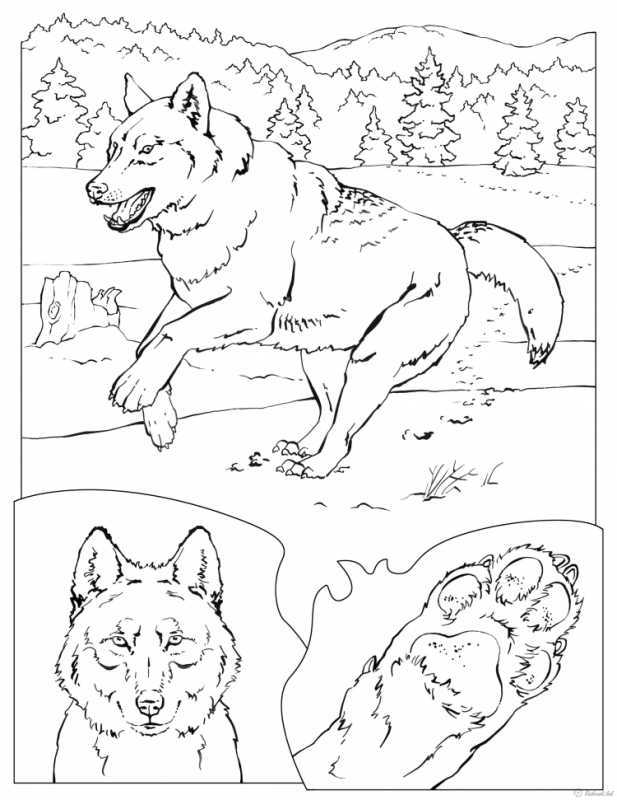 Волк раскраска для детей
