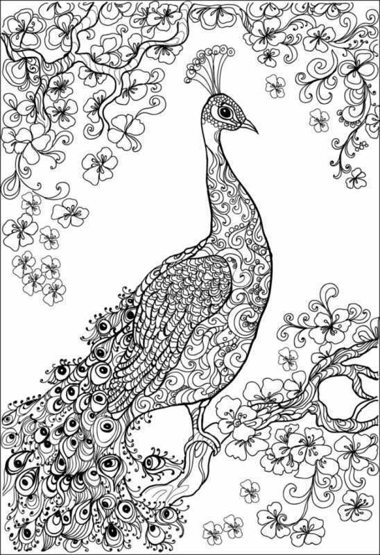 Павлин раскраска для малышей