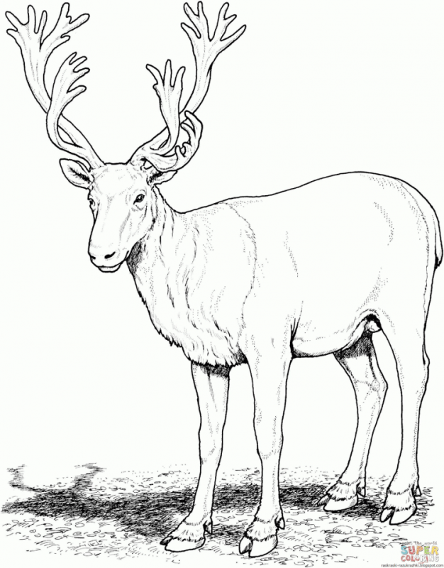 Олень в круге