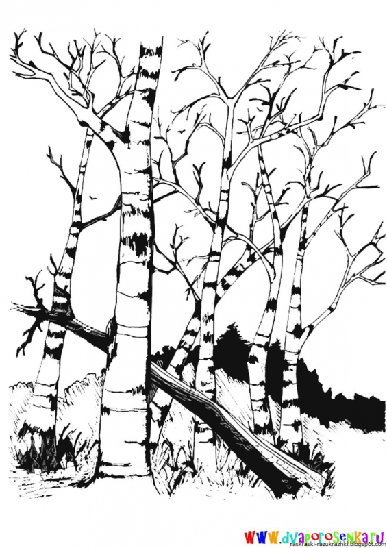 Раскраска береза дерево