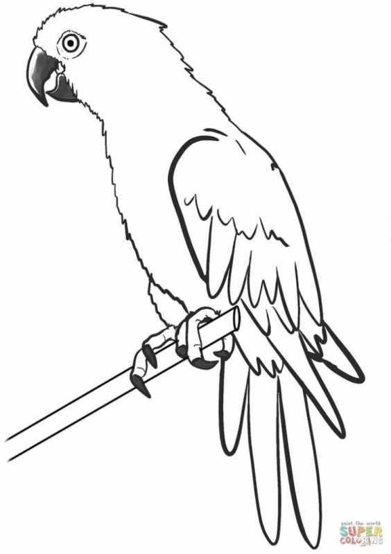 Попугай раскраска для детей