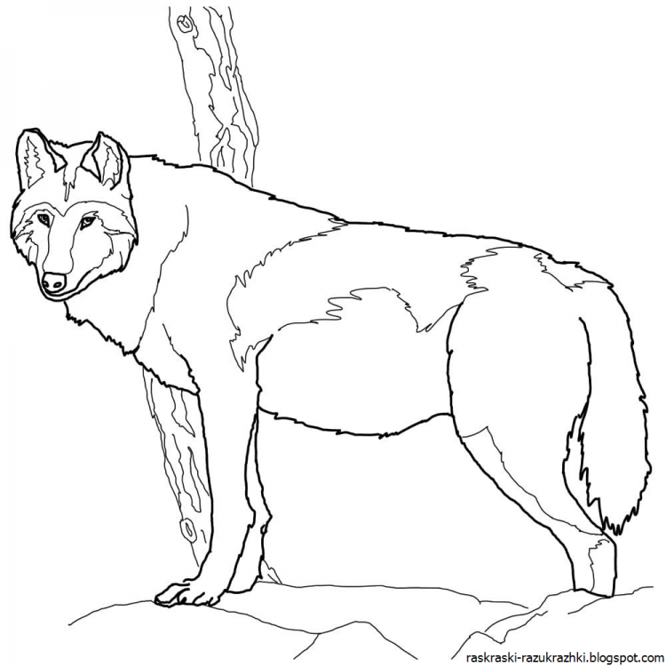 Раскраски Волков аниме