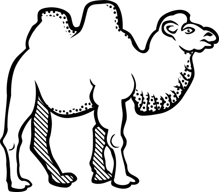Верблюд раскраска
