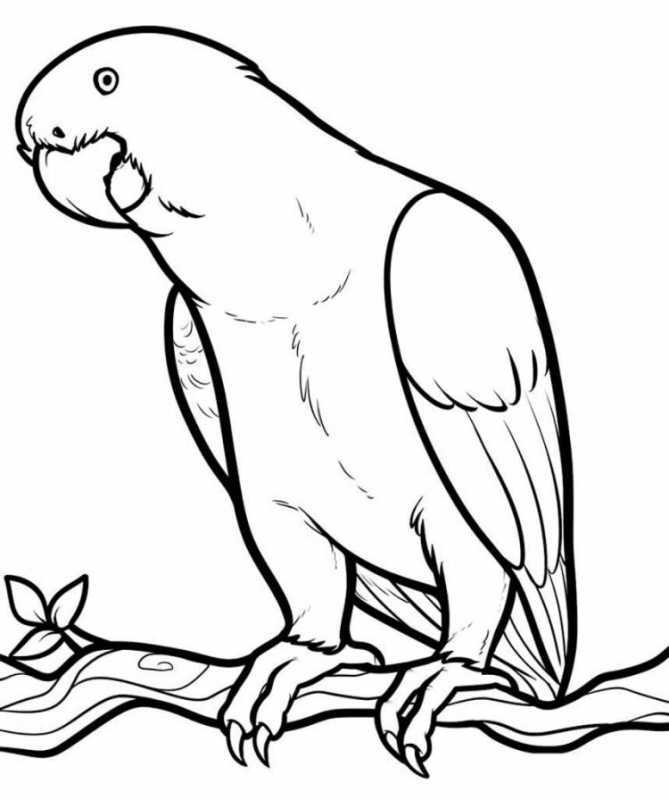 Попугай карандашом
