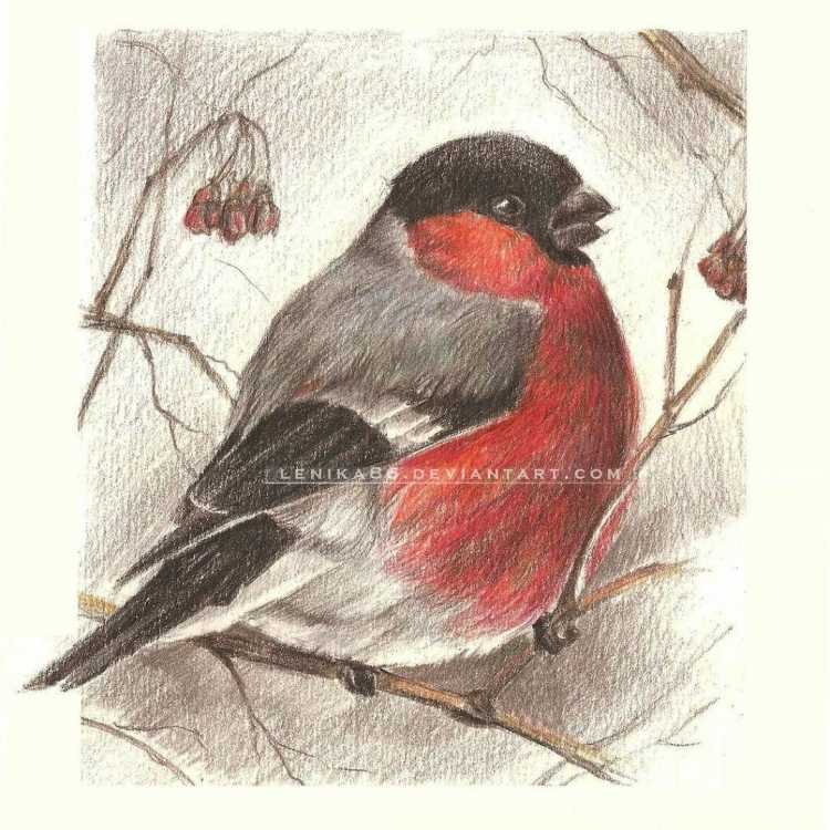 Снегирь рисунок черно белый