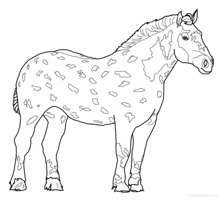 Раскраски лошади кобылы