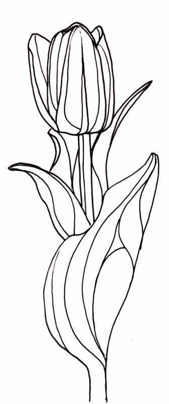 Тюльпаны для мамы раскраска