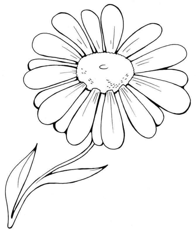 Раскраска для взрослых полевые цветы