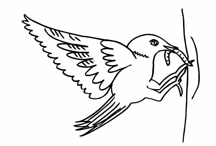 Эскиз Ласточка для рисования