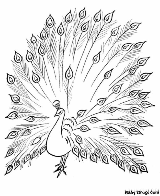 Павлин. Раскраска