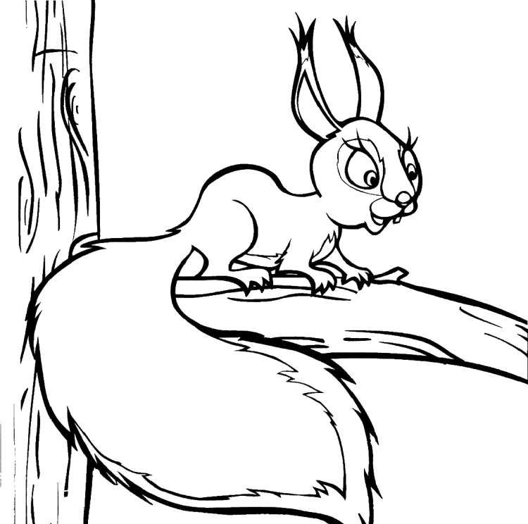 Раскраска Белочка