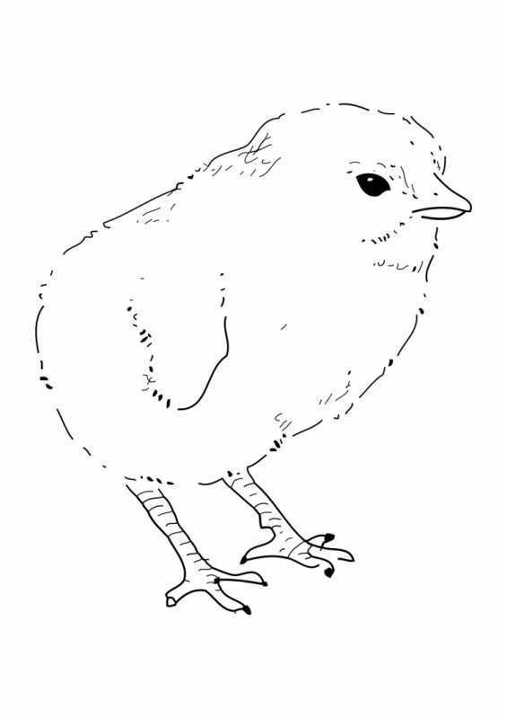 Цыпленок раскраска для детей