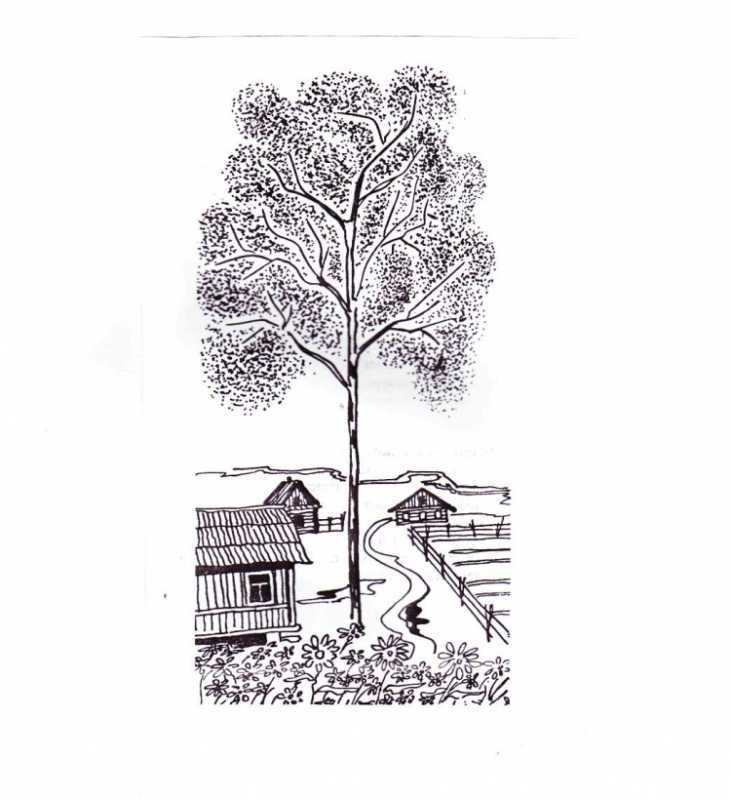 Раскраска Тополь дерево