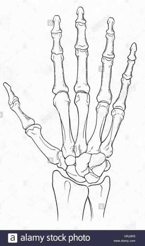 Скелет руки
