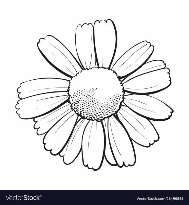 Ромашка черно белая