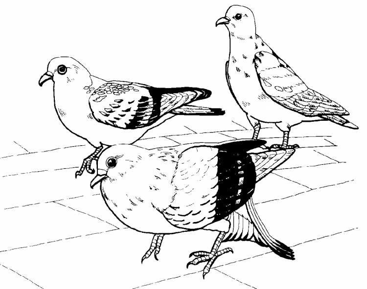 Горлица обыкновенная раскраска