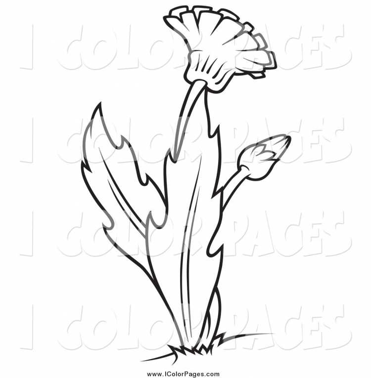 Одуванчик раскраска