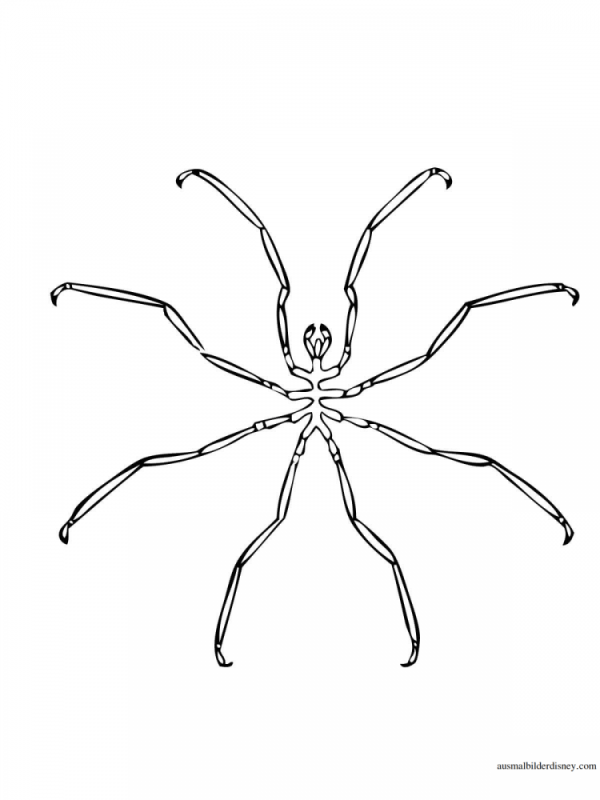 Паук Тарантул раскраска
