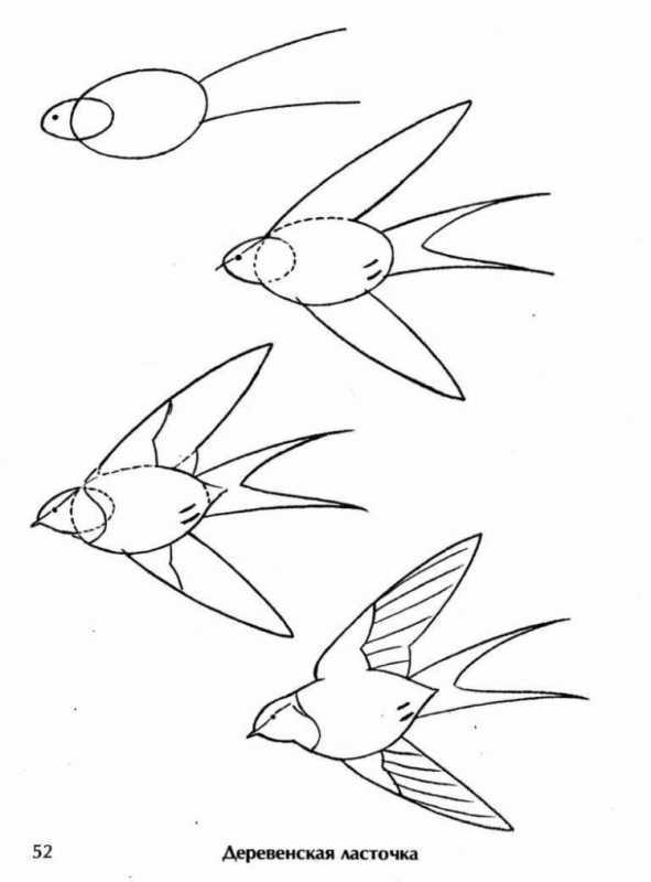 Ласточка очертание