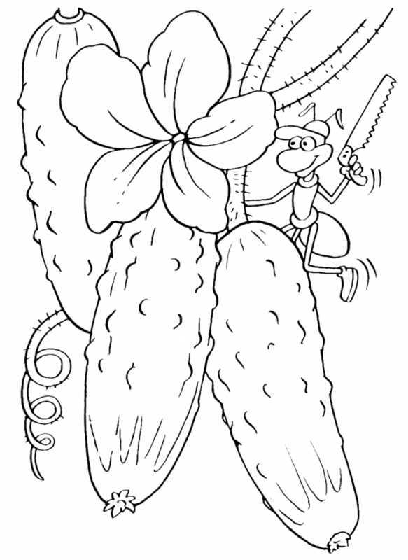 Помидор раскраска