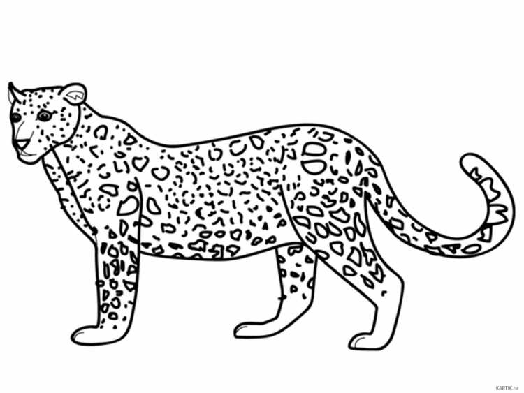 Переднеазиатский леопард раскраска