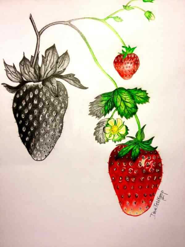 Клубника для срисовывания