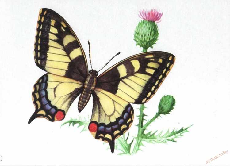 Насекомые рисунок