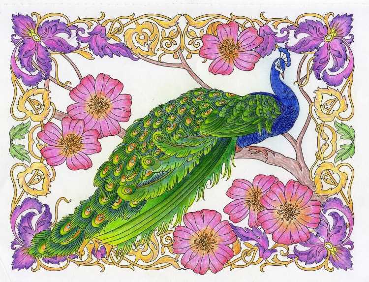 Павлин для разукрашивания