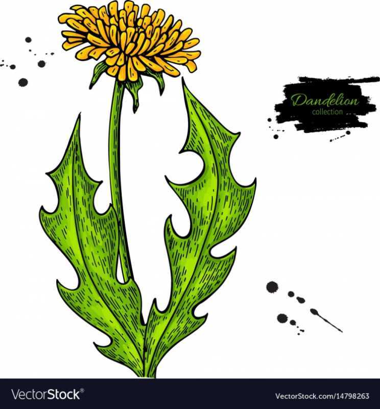 Одуванчик в графике чёрной ручкой
