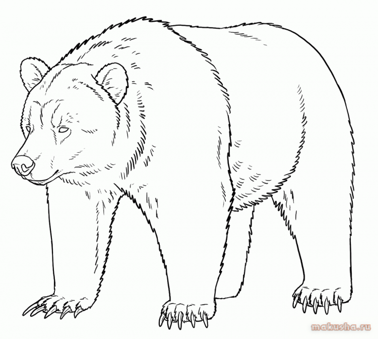 Медведь для срисовки