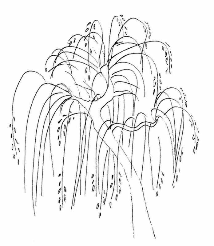 Береза рисунок