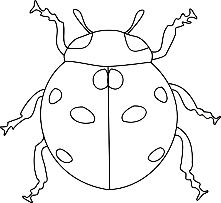 Раскраска Жук Божья коровка