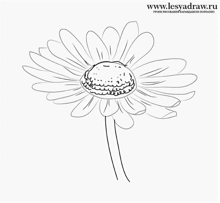 Ромашка раскраска для детей