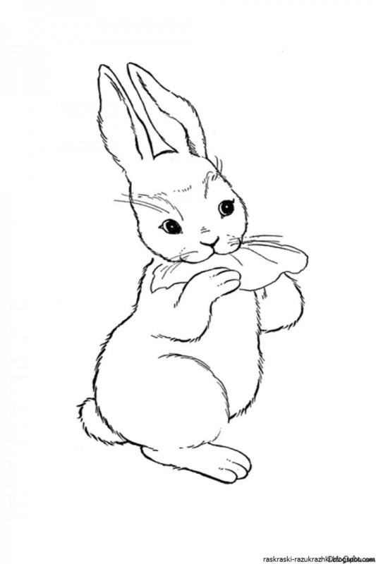 Заяц раскраска