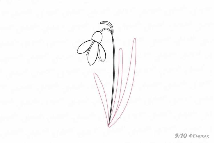 Стебель подснежника