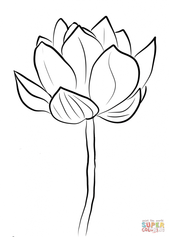 Поэтапное рисование цветов в старшей группе