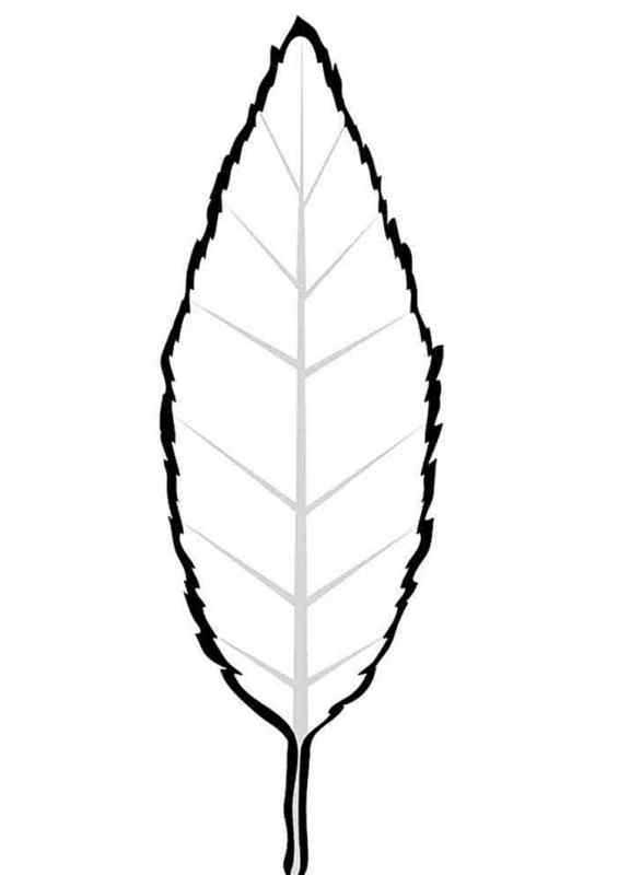 Контур листьев деревьев