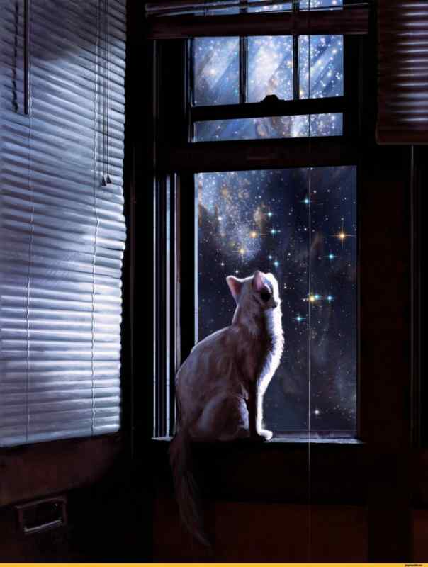 Одинокий кот